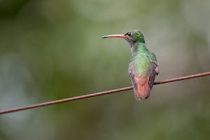 Rufous-tailed Hummingbird photo with Cheesemans' Ecology Safaris