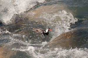 Torrent Duck photo by Debbie Thompson