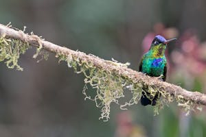 Fiery-Throated Hummingbird © Debbie Thompson