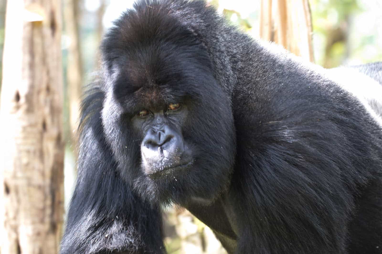 Mountain Gorilla Extension Feb 2020 Tour Cheesemans