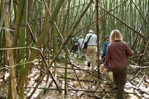 Mountain Gorilla trek through bamboo forest photo by Debbie Thompson