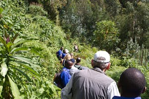 Mountain Gorilla trek photo by Debbie Thompson