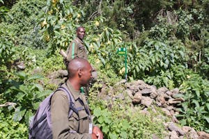 Mountain Gorilla guides photo by Debbie Thompson