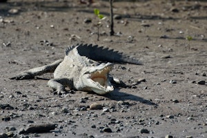 American Crocodile in Costa Rica photo by Debbie Thompson