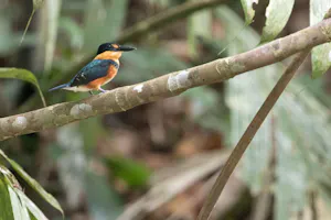 American Pygmy Kingfisher in Tortuguero National Park, Costa Rica, photo by Debbie Thompson