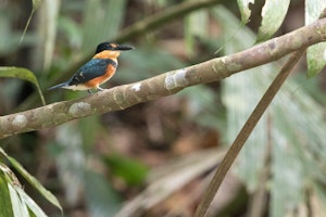 American Pygmy Kingfisher in Tortuguero National Park, Costa Rica, photo by Debbie Thompson