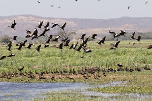 Black-bellied Whistling Ducks, Madrigal Estuary in Costa Rica, photo by Debbie Thompson