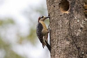 Black-cheeked Woodpecker in Costa Rica photo by Debbie Thompson