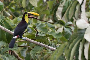 Chestnut-mandibled Toucan or Swainson's Toucan © Debbie Thompson