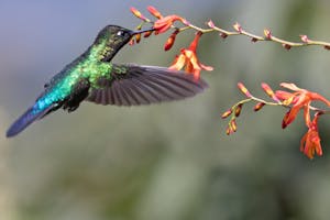 Fiery-throated Hummingbird in Costa Rica photo by Debbie Thompson