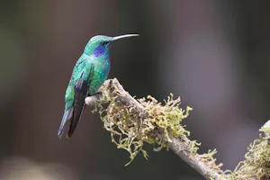 Green Violetear hummingbird in Costa Rica photo by Debbie Thompson