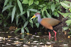 Grey-necked Wood Rail in Costa Rica photo by Debbie Thompson