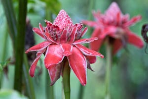 Heliconia flower in Costa Rica photo by Debbie Thompson