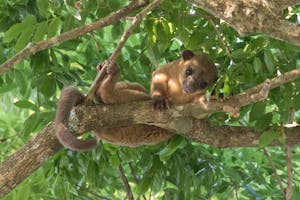Kinkajou, Guanacaste Peninsula, Costa Rica, photo by Debbie Thompson