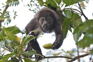 Mantled Howler, Guanacaste Peninsula, Costa Rica, photo by Debbie Thompson