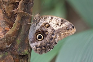 Owl Butterfly (Caligo sp.) in Costa Rica photo by Debbie Thompson
