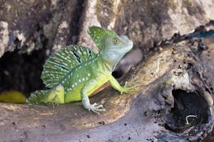 Plumed Basilisk © Debbie Thompson