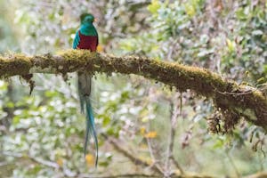 Resplendent Quetzal, Savegre River Valley, Costa Rica, photo by Debbie Thompson