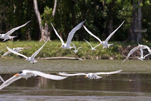 Royal Terns near Tortuguero National Park, Costa Rica, photo by Debbie Thompson