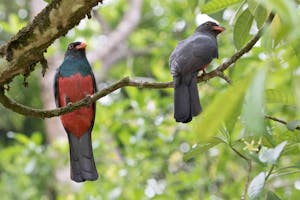 Slaty-tailed Trogons in Costa Rica photo by Debbie Thompson