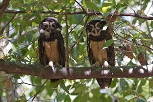 Spectacled Owls in Costa Rica photo by Debbie Thompson