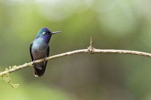 Violet-headed Hummingbird in Costa Rica photo by Debbie Thompson