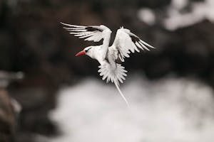 Red-billed Tropicbird photo by Cheesemans’ Ecology Safaris