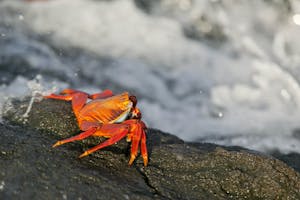 Sally Light-foot Crab photo by Cheesemans’ Ecology Safaris