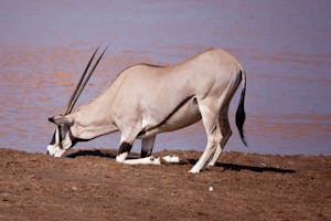 Beisa Oryx at Samburu Game Reserve photo by Cheesemans' Ecology Safaris