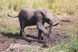 Juvenile African Elephant photo by Cheesemans’ Ecology Safaris