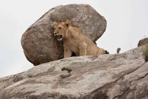Lion on the kopjes, photo by Cheesemans' Ecology Safaris