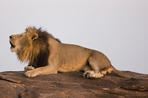 African Lion photo by Cheesemans' Ecology Safaris