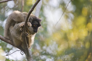 Common Brown Lemur © Cheesemans' Ecology Safaris
