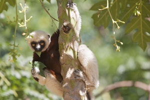 Coquerel's Sifaka © Cheesemans' Ecology Safaris