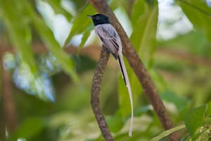 Malagasy Paradise Flycatcher © Cheesemans' Ecology Safaris