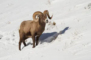 Bighorn Sheep in Lamar Valley, Yellowstone National Park by Debbie Thompson with Cheesemans' Ecology