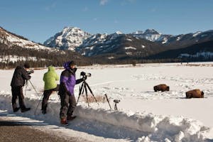 Bison in Lamar Valley in northern Yellowstone National Park with Cheesemans' Ecology Safaris.
