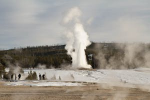 Old Faithful geyser erupting, Upper Geyser Basin. Yellowstone National Park by Debbie Thompson with Cheesemans' Ecology Safaris.