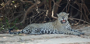 Jaguar © Cheesemans' Ecology Safaris