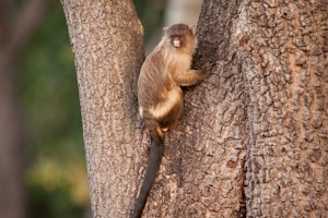 Black-tailed Marmoset with Cheesemans' Ecology Safaris