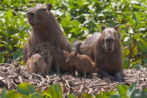 Capybara © Cheesemans’ Ecology Safaris