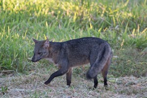 Crab-eating Fox with Cheesemans' Ecology Safaris