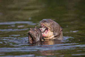Giant River Otter with Cheesemans' Ecology Safaris