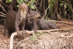Giant River Otter by Debbie Thompson with Cheesemans' Ecology Safaris