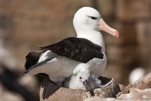 Black-browed Albatross on the Falkland Islands with Cheesemans' Ecology Safaris
