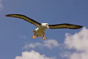 Black-browed Albatross on the Falkland Islands with Cheesemans' Ecology Safaris