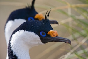Blue-eyed Shags on the Falkland Islands with Cheesemans' Ecology Safaris