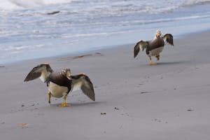 Flightless Steamer Ducks on the Falkland Islands with Cheesemans' Ecology Safaris by Debbie Thompson