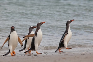 Gentoo Penguins on the Falkland Islands with Cheesemans' Ecology Safaris
