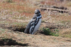 Magallenic Penguin on the Falkland Islands with Cheesemans' Ecology Safaris